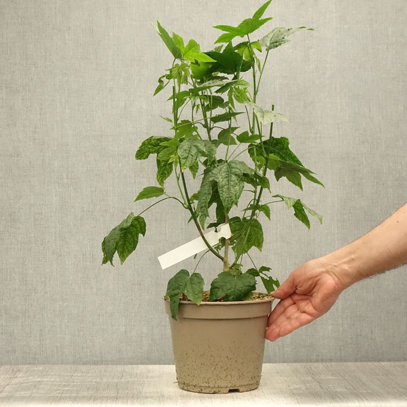 Esemplare di Abutilon striatum Redvein Vaso da 3L/4L consegnato in estate