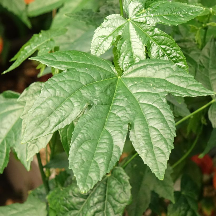 Abutilon striatum Redvein (Foliage)
