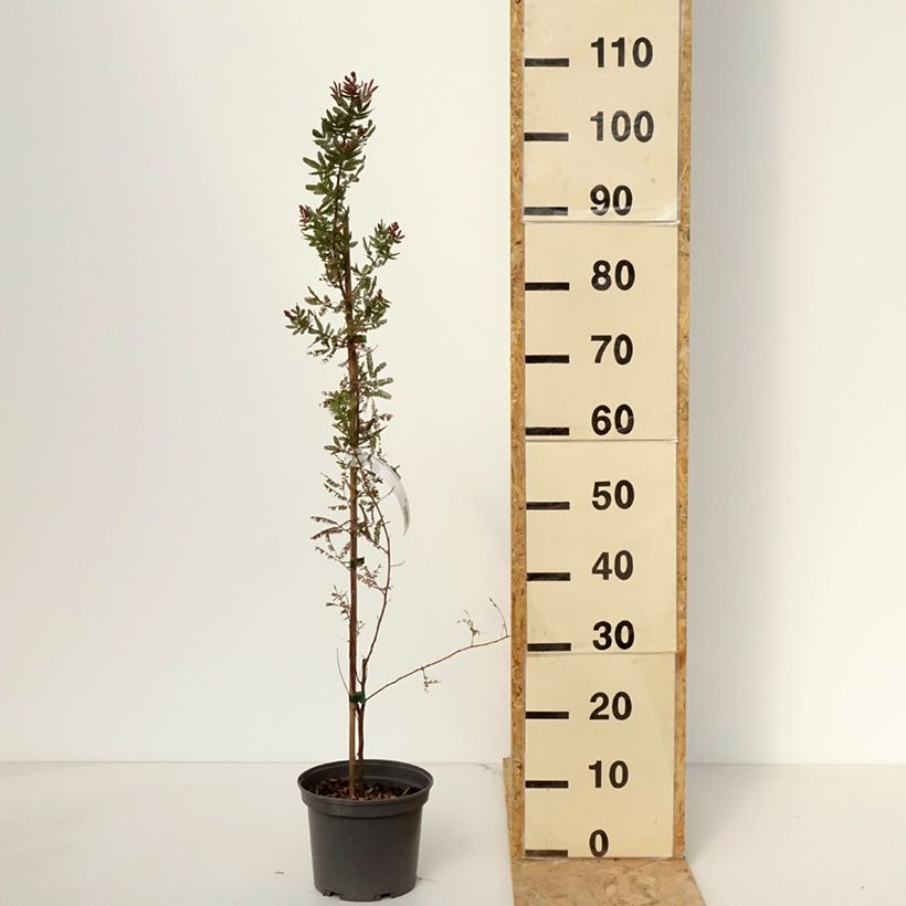 Example of Acacia baileyana Purpurea - Mimosa di Bailey Vaso da 3L/4L as you get in printemps