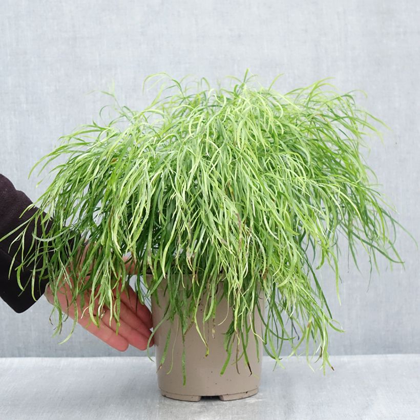Esemplare di Acacia cognata Limelight - Mimosa Vaso da 3L/4L come consegnato in autunno