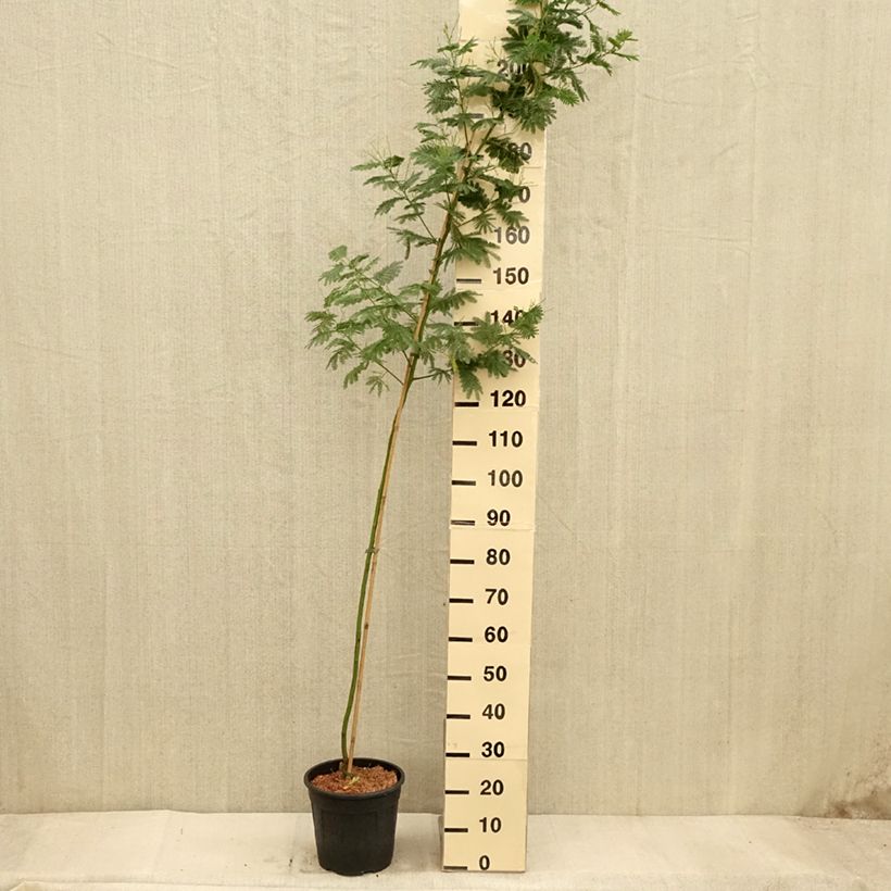Esemplare di Acacia dealbata Gaulois Astier - Mimosa Vaso da 7,5L/10L, Astone alto come consegnato in autunno