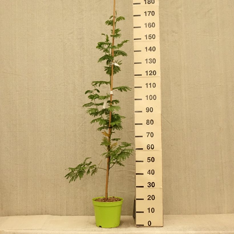 Esemplare di Acacia dealbata Gaulois Astier - Mimosa Vaso da 7,5L/10L, Astone alto consegnato in estate