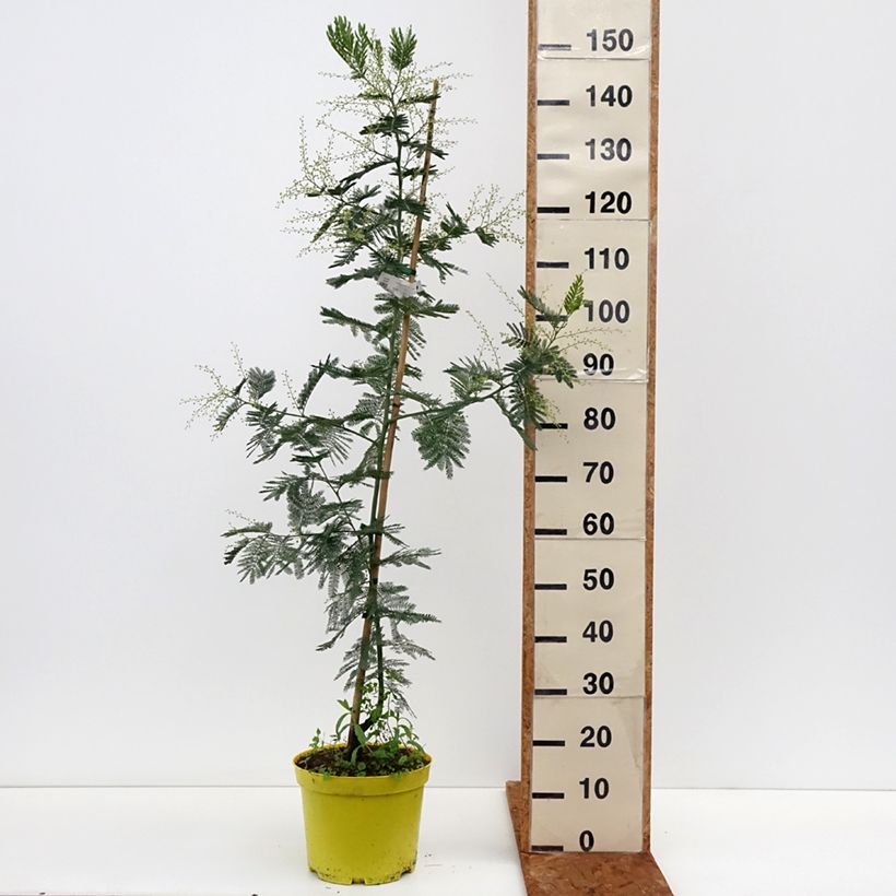 Example of Acacia dealbata Gaulois Astier - Mimosa Vaso da 7,5L/10L, Astone alto as you get in hiver