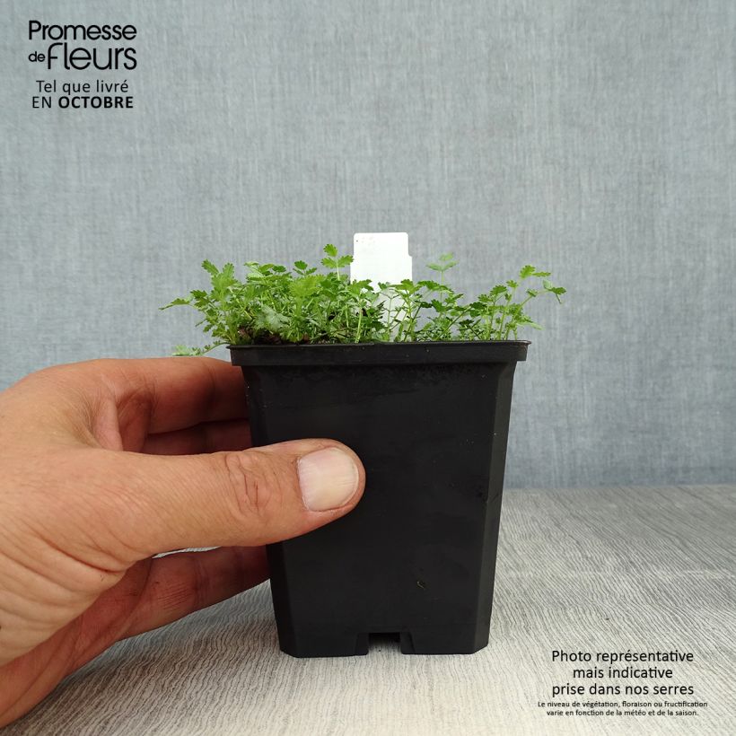 Esemplare di Acaena buchananii Vasetto da 8/9 cm come consegnato in autunno