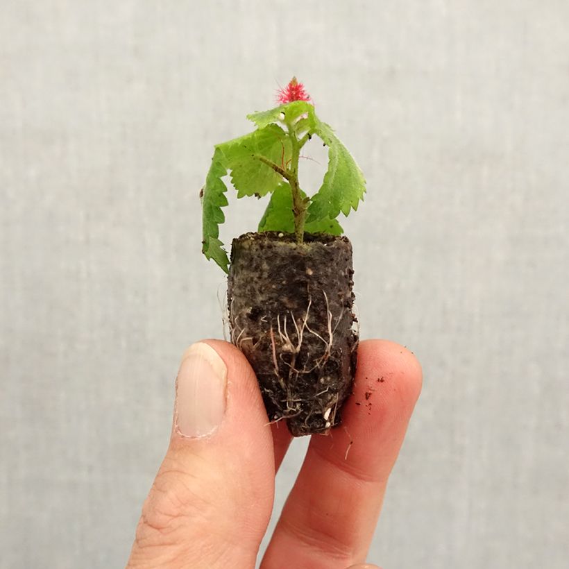 Acalypha Foxie - Coda di volpe Mini zolla Ø 1,5/2,5 cm esemplare consegnato in primavera