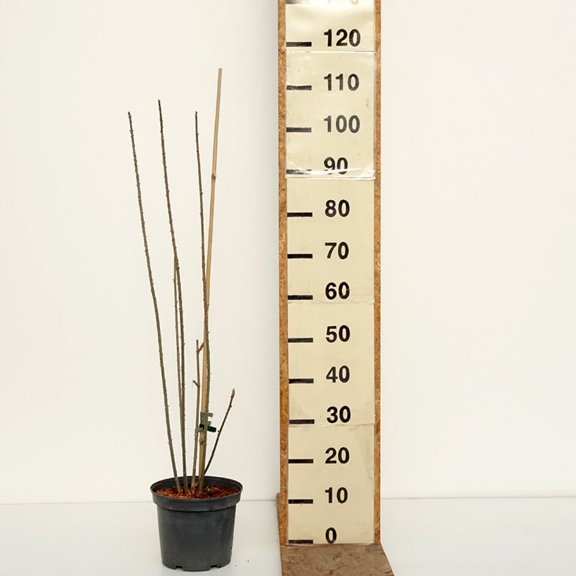 Acanthopanax henryi Vaso da 4L/5L esemplare consegnato in inverno