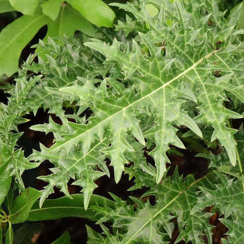 Acanthus hirsutus subsp. syriacus (Fogliame)