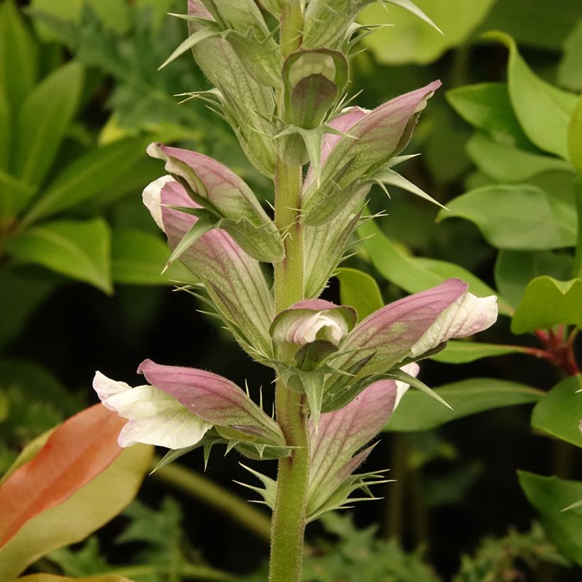 Acanthus hirsutus subsp. syriacus (Fioritura)