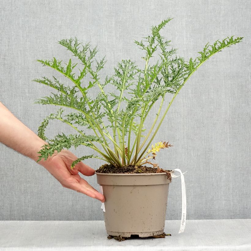 Acanthus hirsutus subsp. syriacus Vaso da 4L/5L esemplare consegnato in primavera