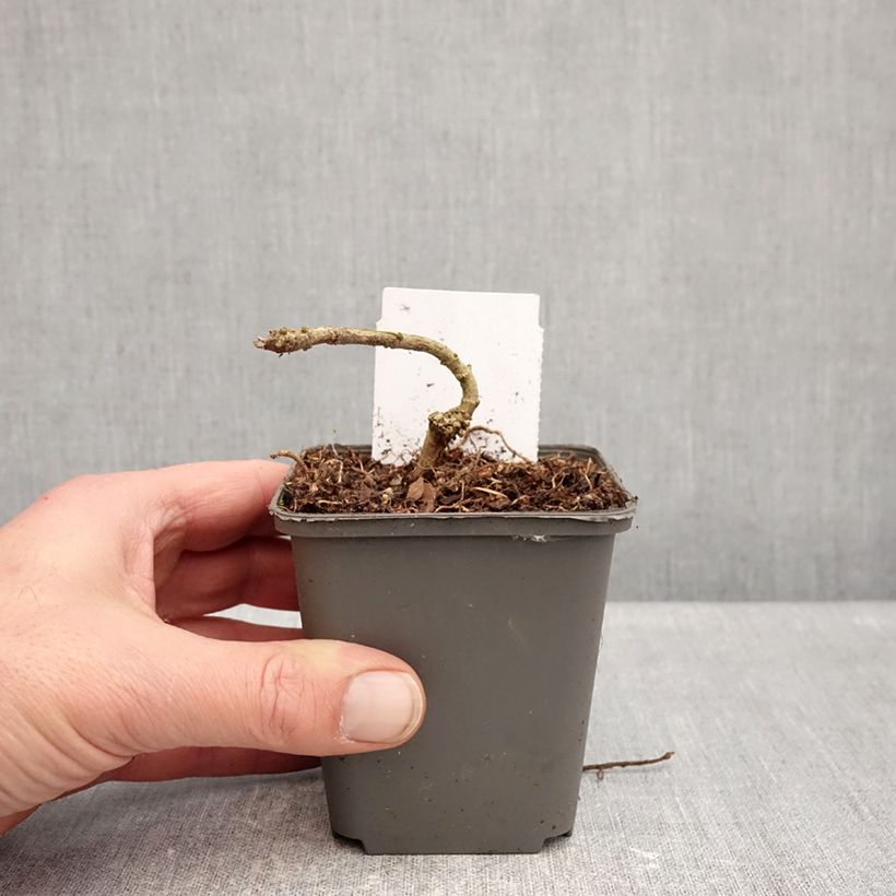 Example of Acanthus sennii Vasetto da 8/9 cm as you get in hiver