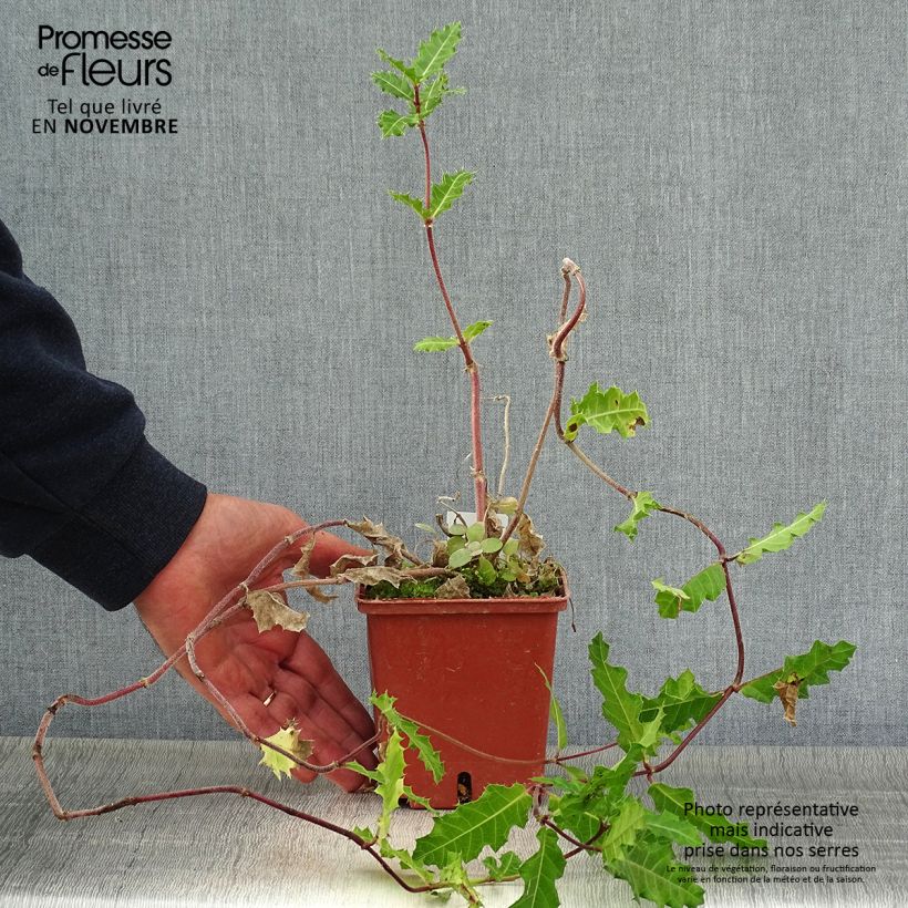 Esemplare di Acanthus sennii - Acanthe Pot de 1L/1,5L come consegnato in autunno