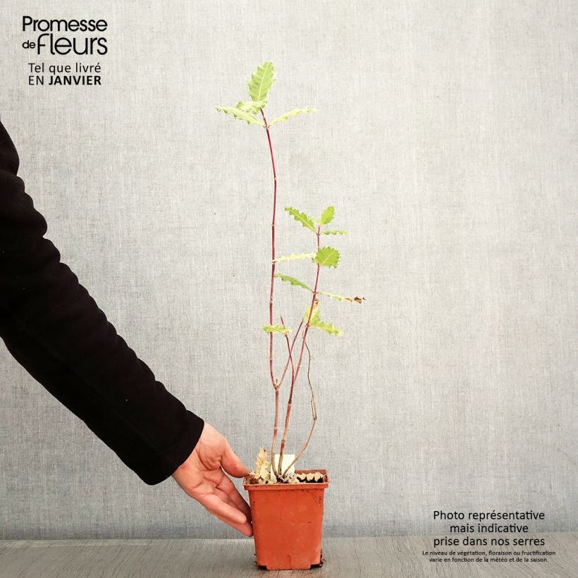 Example of Acanthus sennii Vaso da 1L/1,5L as you get in hiver