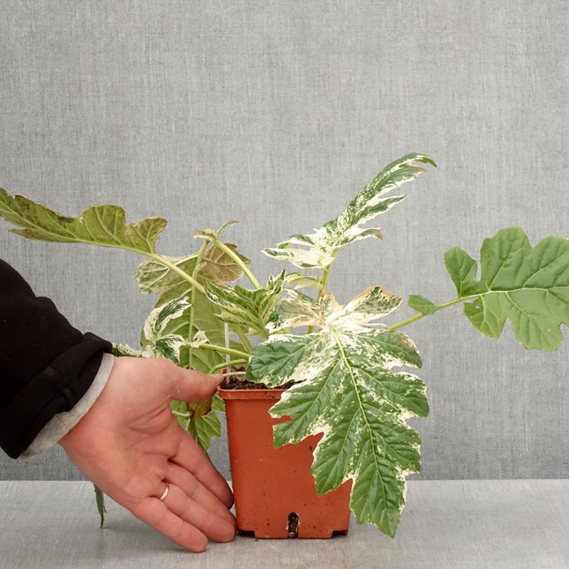 Acanthus mollis Whitewater Vaso da 1L/1,5L esemplare consegnato in primavera