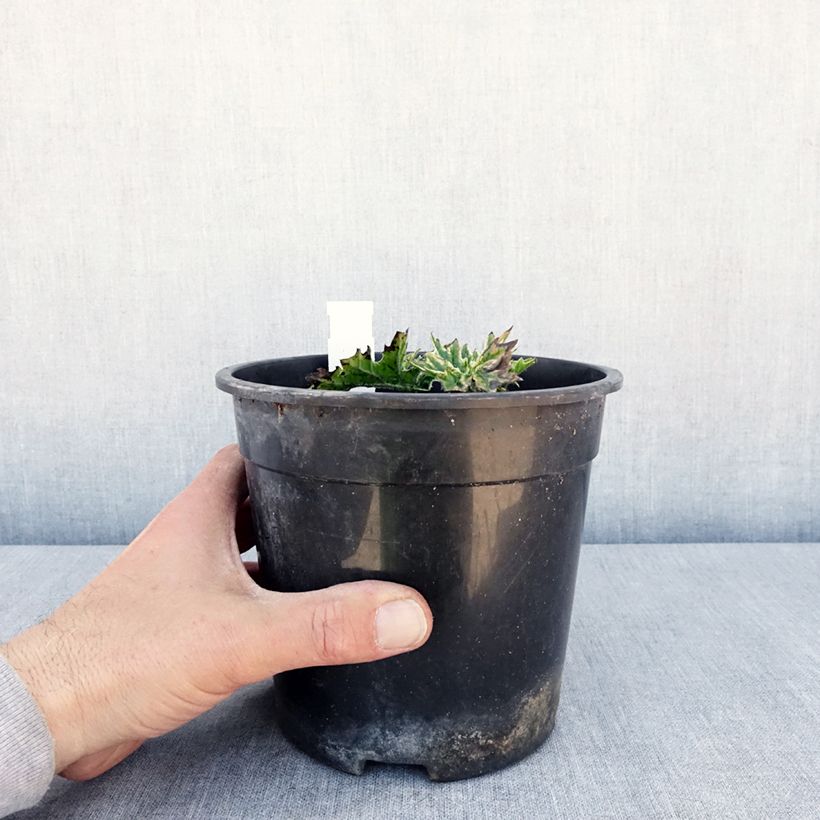 Acanthus mollis Whitewater Vaso da 2L/3L esemplare consegnato in primavera