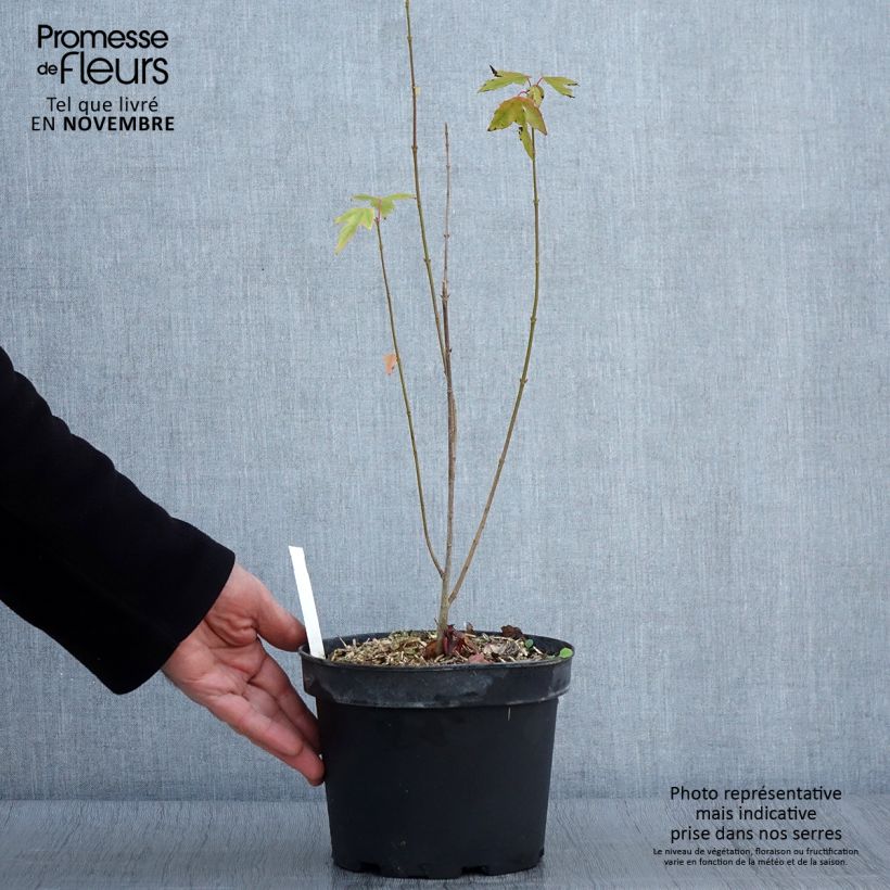 Esemplare di Acer cappadocicum Rubrum Vaso da 3L/4L come consegnato in autunno