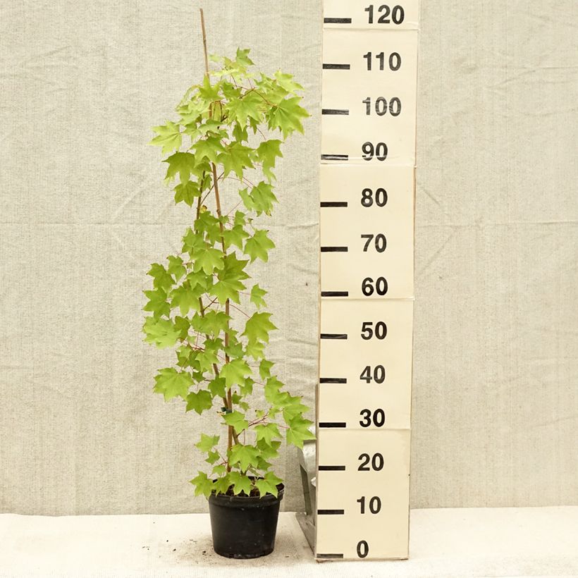 Esemplare di Acer cappadocicum Rubrum Vaso da 3L/4L consegnato in estate
