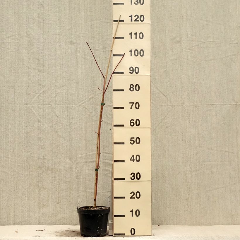 Example of Acer cappadocicum Rubrum Vaso da 3L/4L as you get in printemps