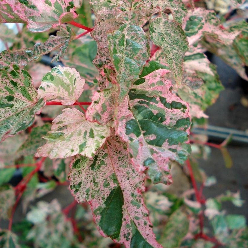 Acer conspicuum Red Flamingo - Acero pelle di serpente (Foliage)