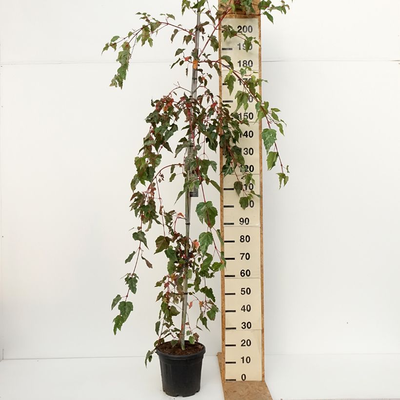 Esemplare di Acer conspicuum Red Flamingo - Acero pelle di serpente Vaso da 7,5L/10L come consegnato in autunno