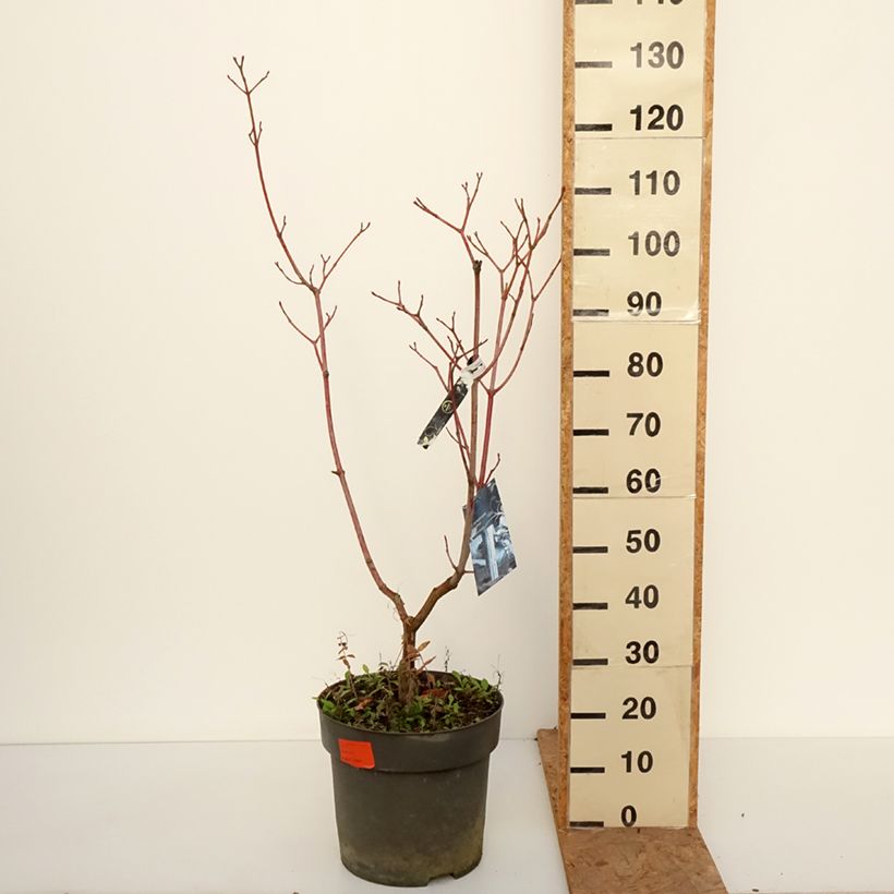 Esemplare di Acer conspicuum Silver Vein - Acero pelle di serpente Vaso da 12L/15L come consegnato in autunno