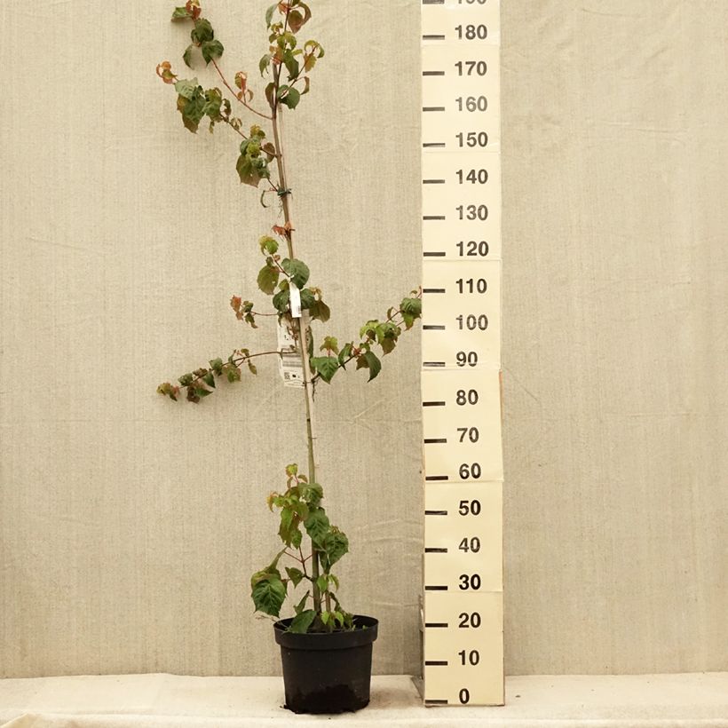 Esemplare di Acer davidii Vaso da 7,5L/10L consegnato in estate