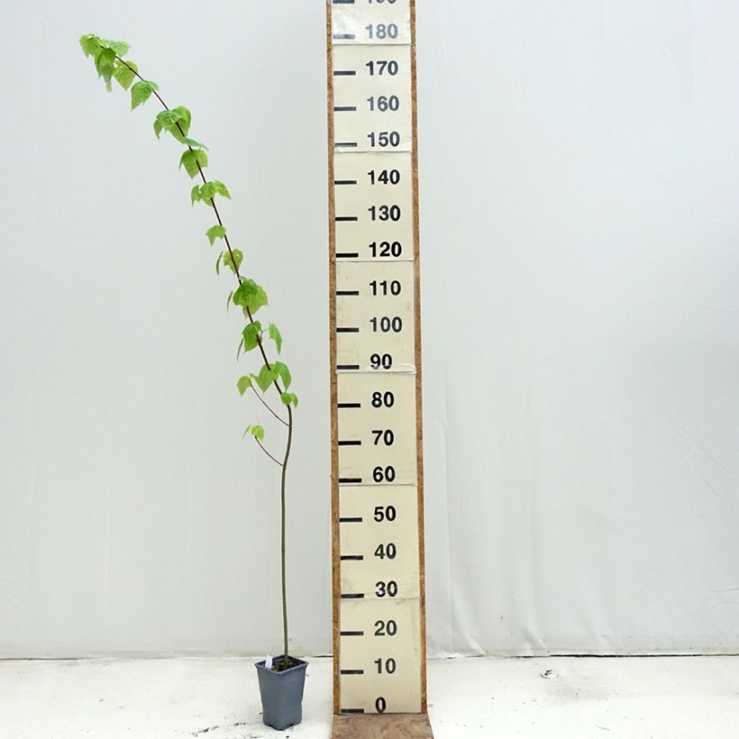 Acer davidii Vaso da Ø 12 cm / 13 cm, Astone alto esemplare consegnato in primavera