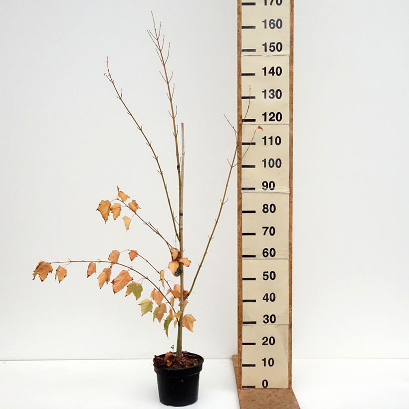 Esemplare di Acer davidii Vaso da 4L/5L come consegnato in autunno