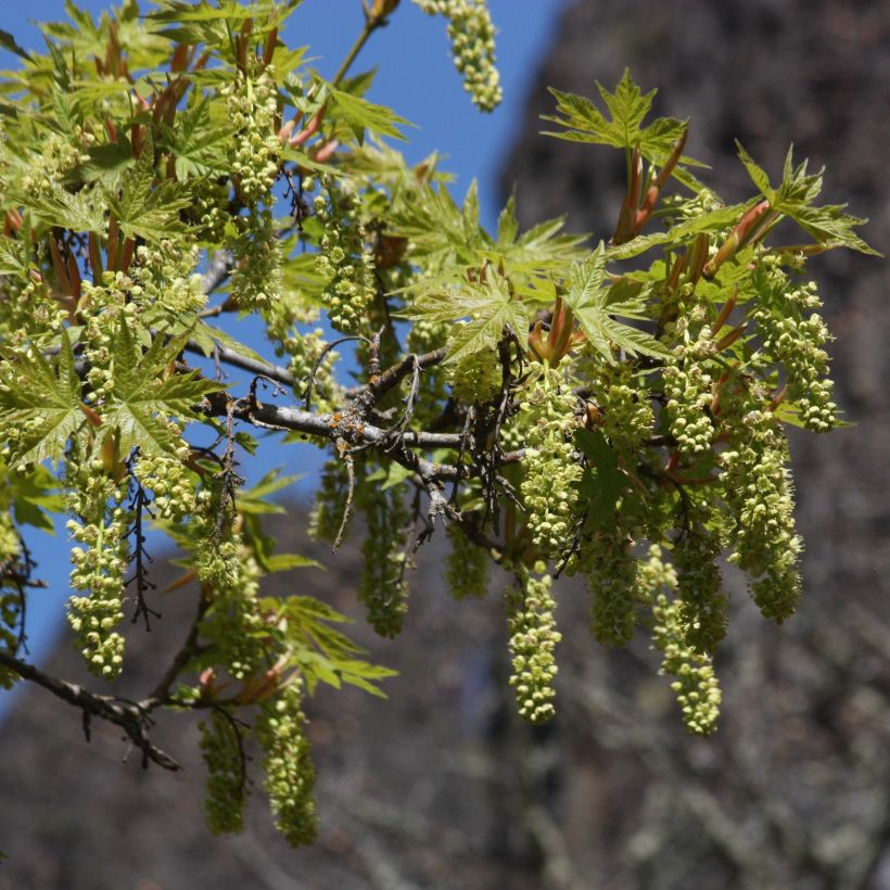 Acer macrophyllum (Fioritura)