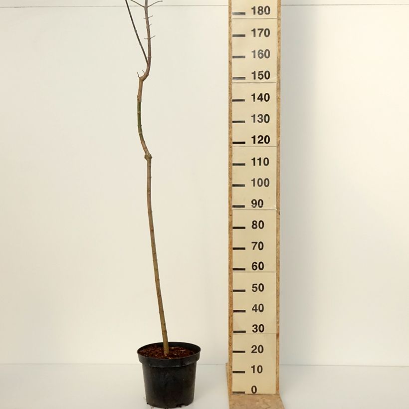 Acer negundo Auratum - Erable à feuilles de frêne doré Pot de 7,5L/10L, Tige esemplare consegnato in inverno