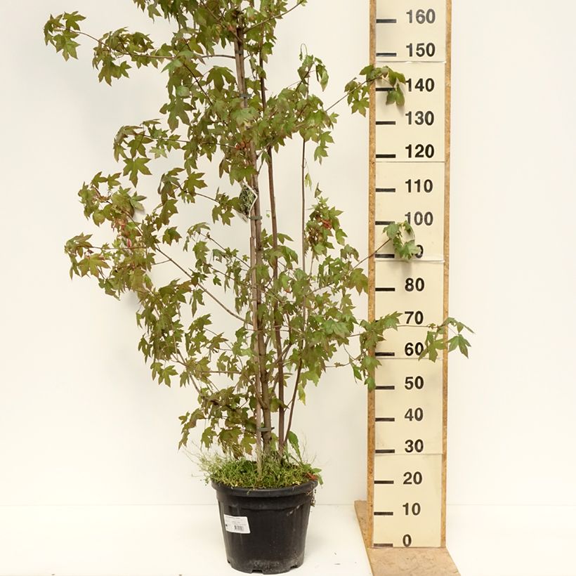 Acer negundo Auratum Vaso da 7,5L/10L, Vaso impalcato esemplare consegnato in primavera