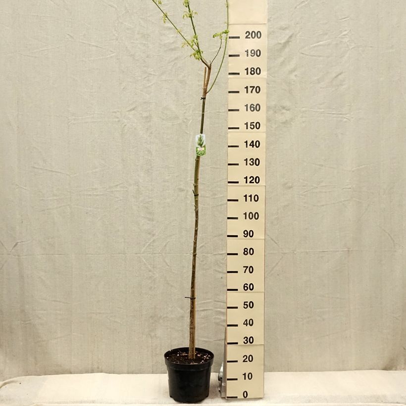 Example of Acer negundo Elegans - Erable à feuille de frêne Vaso da 7,5L/10L, Vaso impalcato as you get in printemps
