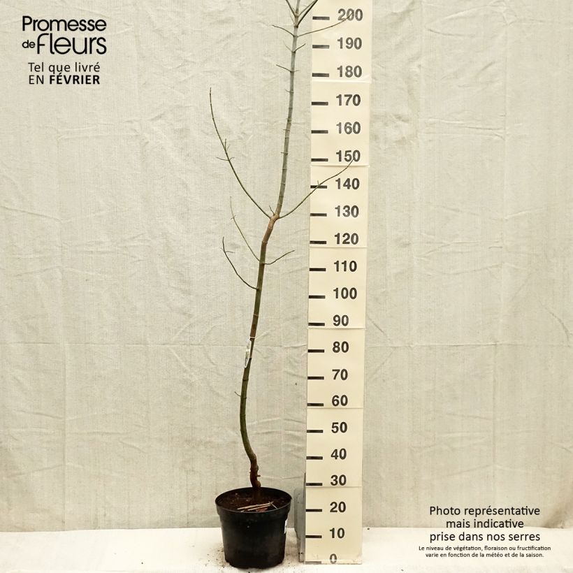 Acer negundo Variegatum Vaso da 7,5L/10L esemplare consegnato in inverno