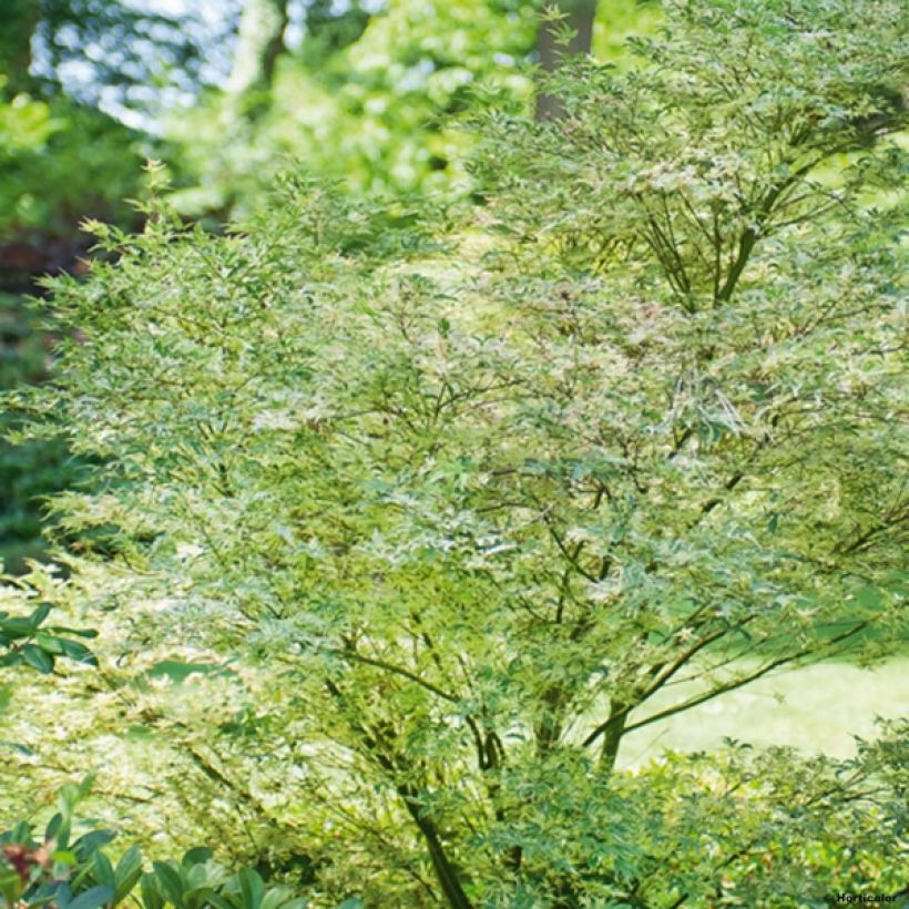 Acer palmatum Butterfly - Acero giapponese (Plant habit)