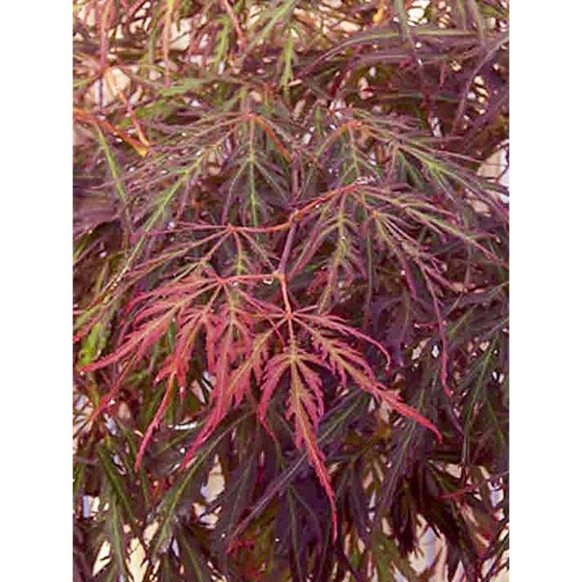 Acer palmatum Crimson Princess - Acero giapponese (Fogliame)