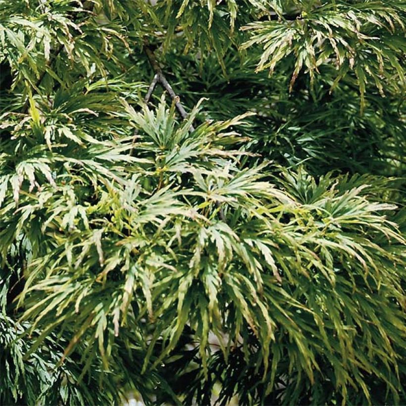 Acer palmatum Dissectum - Acero giapponese (Foliage)