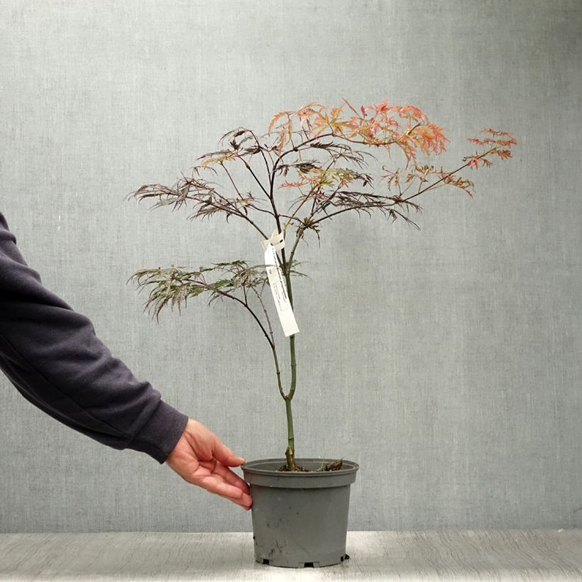 Esemplare di Acer palmatum Dissectum Atropurpureum - Acero giapponese Vaso da 3L/4L consegnato in estate