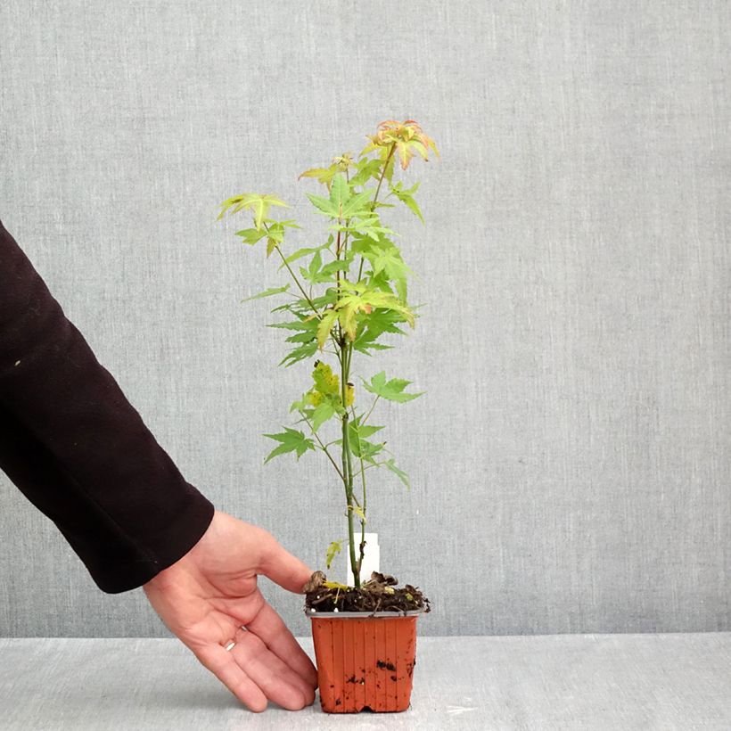 Esemplare di Acer palmatum Orange Dream - Acero giapponese Vasetto da 8/9 cm come consegnato in autunno