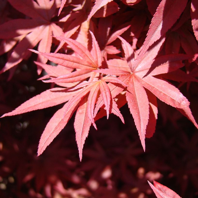 Acer palmatum Twomblys Red Sentinel - Acero giapponese (Foliage)