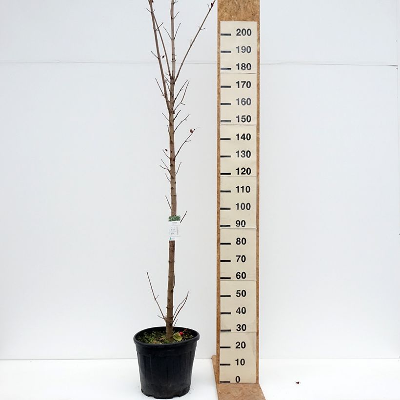 Esemplare di Acer platanoides Columnare - Acero riccio Vaso da 20L/25L, Vaso impalcato come consegnato in autunno