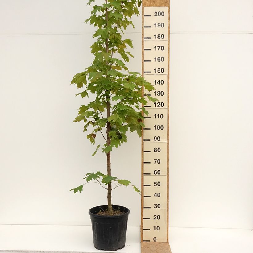Esemplare di Acer platanoides Columnare - Acero riccio Vaso da 20L/25L, Vaso impalcato consegnato in estate
