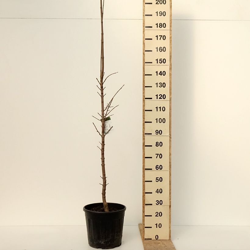 Acer platanoides Columnare - Acero riccio Vaso da 20L/25L, Vaso impalcato esemplare consegnato in inverno