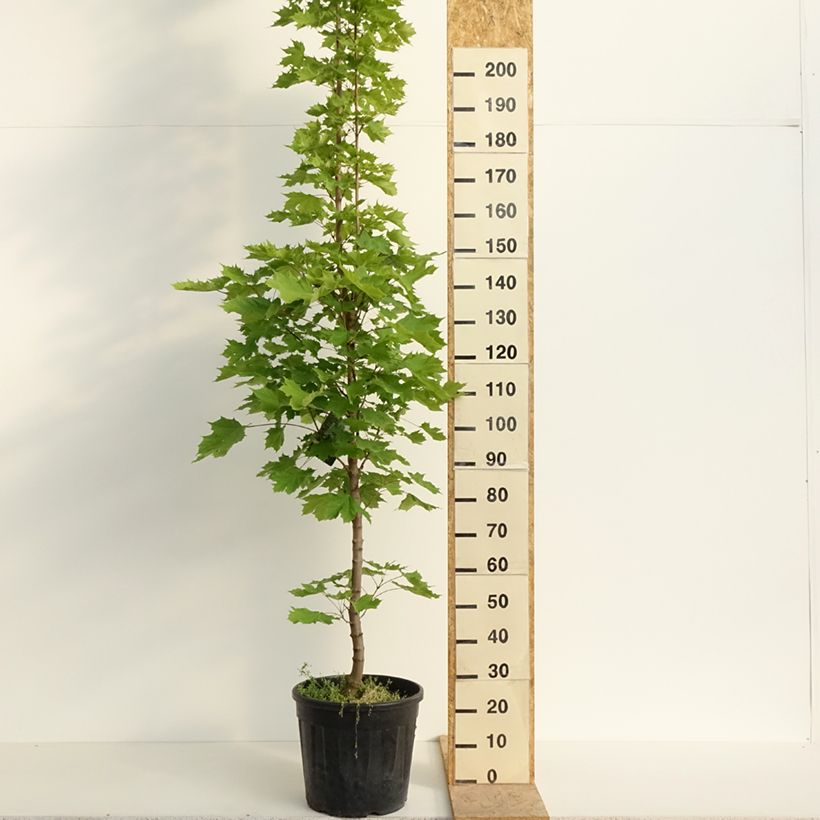 Acer platanoides Columnare - Acero riccio Vaso da 20L/25L, Vaso impalcato esemplare consegnato in primavera