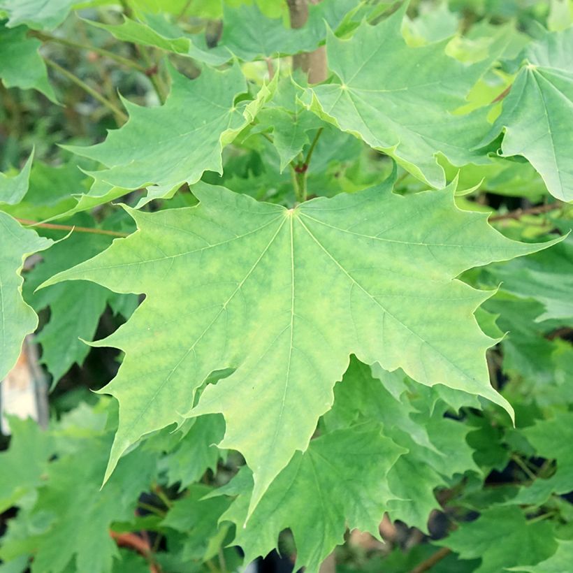 Acer platanoides Columnare - Acero riccio (Fogliame)
