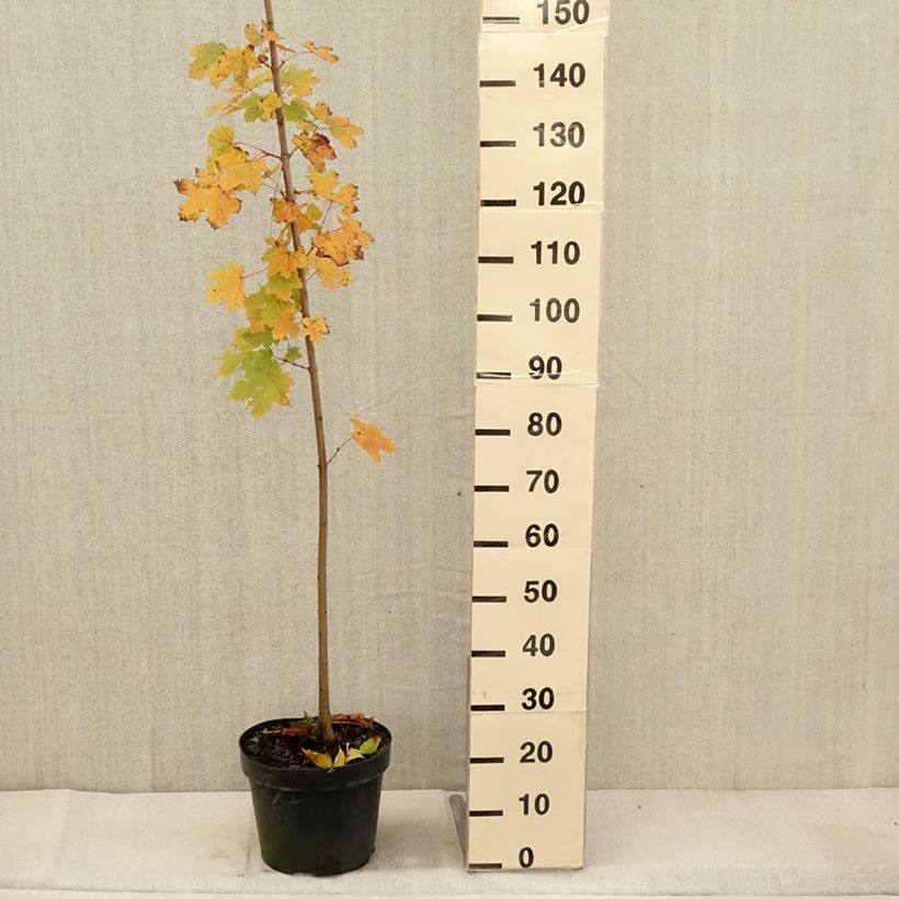 Esemplare di Acer platanoides - Acero riccio Vaso da 7,5L/10L come consegnato in autunno