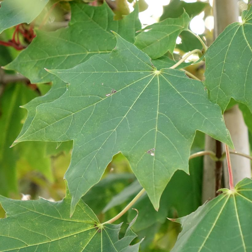 Acer platanoides Maculatum - Acero riccio (Fogliame)
