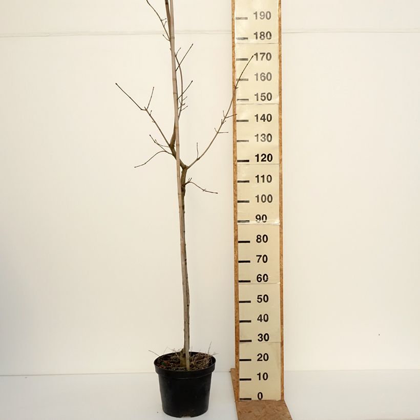 Esemplare di Acer platanoides Maculatum - Acero riccio Vaso da 18L/20L, Vaso impalcato come consegnato in autunno