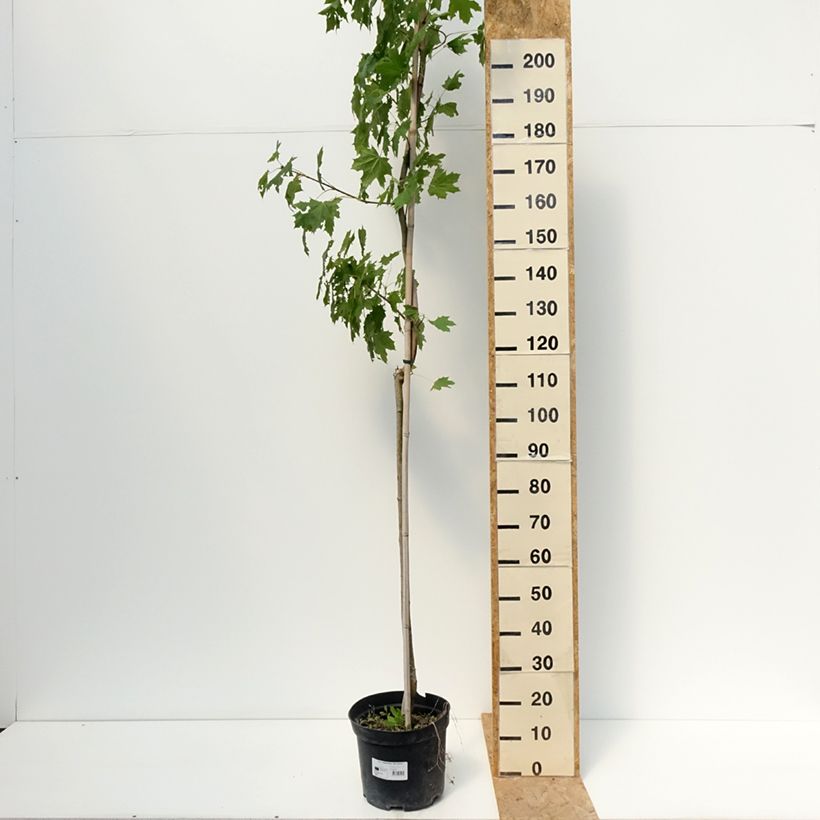 Esemplare di Acer platanoides Maculatum - Acero riccio Vaso da 12L/15L, Vaso impalcato consegnato in estate