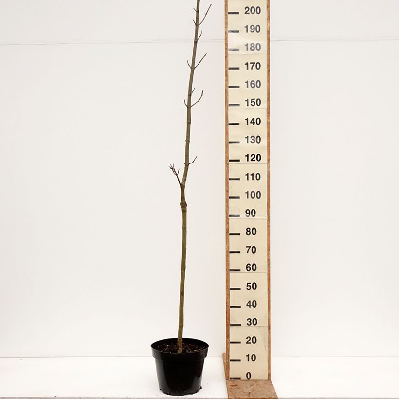 Acer platanoides Marylka - Acero riccio Vaso da 12L/15L, Vaso impalcato esemplare consegnato in inverno