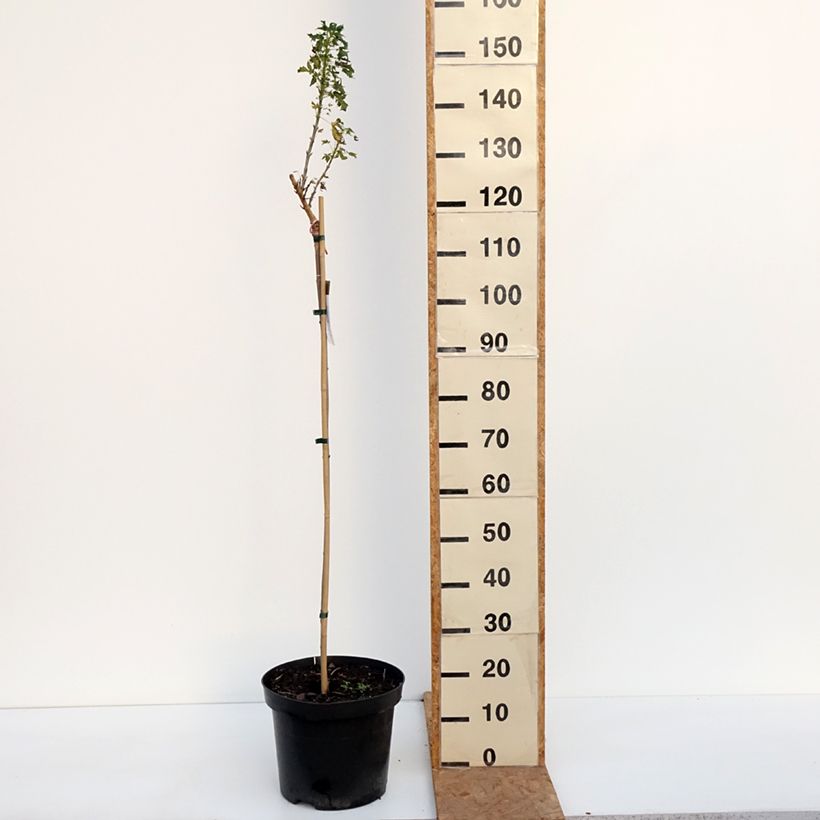 Esemplare di Acer platanoides Novush - Acero riccio Vaso da 7,5L/10L, Vaso impalcato come consegnato in autunno
