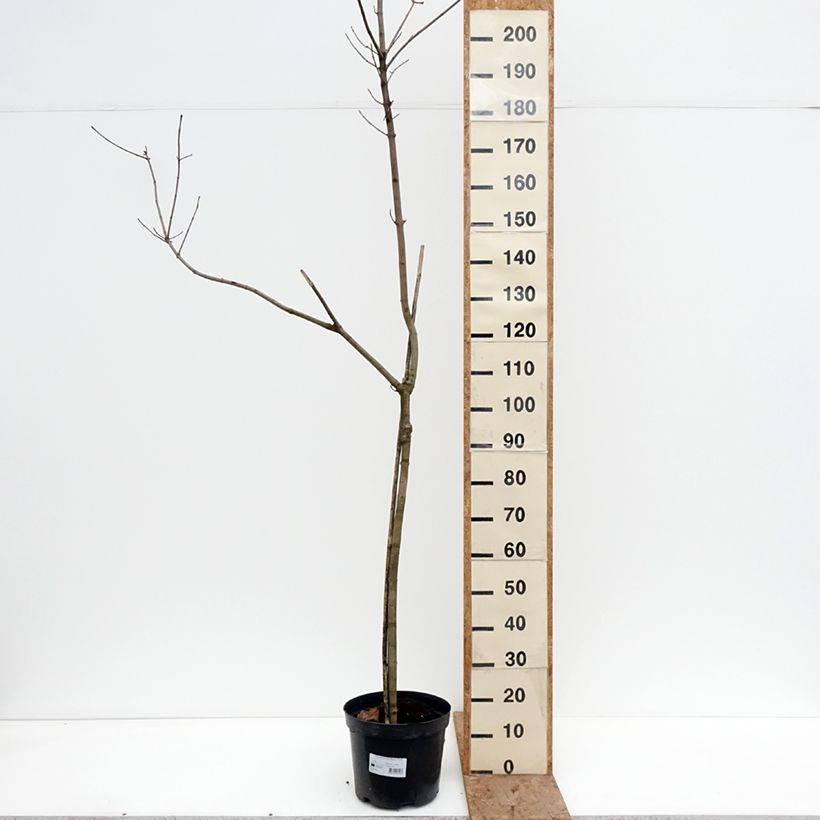 Acer platanoides Oregon Pride - Acero riccio Vaso da 7,5L/10L, Vaso impalcato esemplare consegnato in inverno